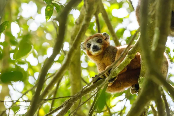 Gekroonde lemur Ankarana National Park, Madagascar — Stockfoto