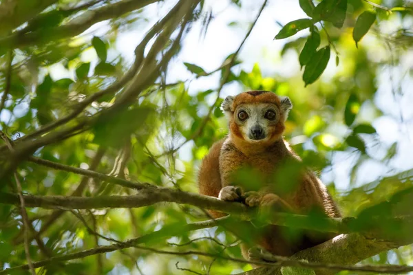 Gekroonde lemur Ankarana National Park, Madagascar — Stockfoto