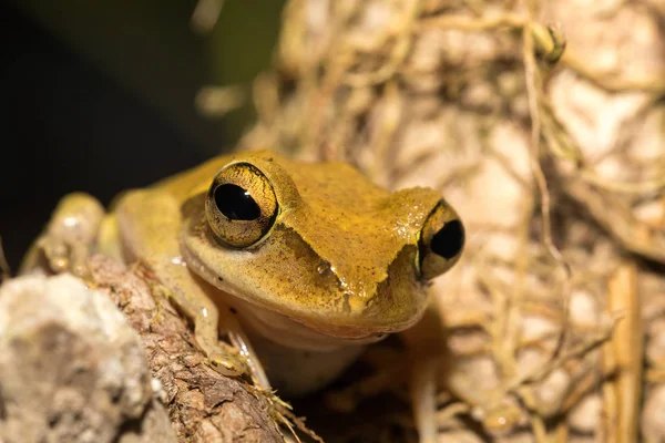 Hermosa rana Boophis rhodoscelis Madagascar — Foto de Stock