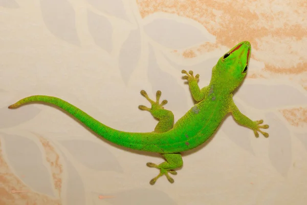 Phelsuma madagascariensis day gecko, Madagascar — Stock Photo, Image