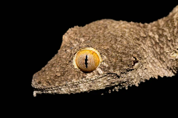 Giant leaf-tailed gecko, Uroplatus fimbriatus, Madagascar — Stock Photo, Image