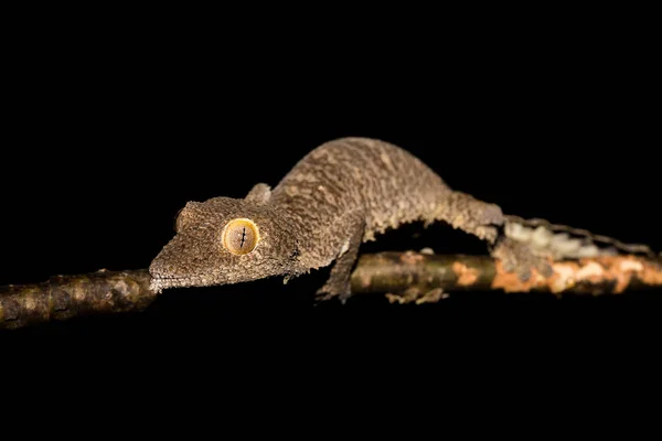 Gecko gigante de cauda de folha, Uroplatus fimbriatus, Madagáscar — Fotografia de Stock