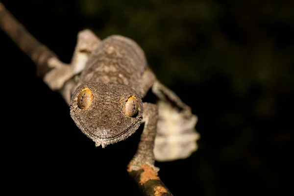 巨型叶尾壁虎，Uroplatus fimbriatus 马达加斯加 — 图库照片