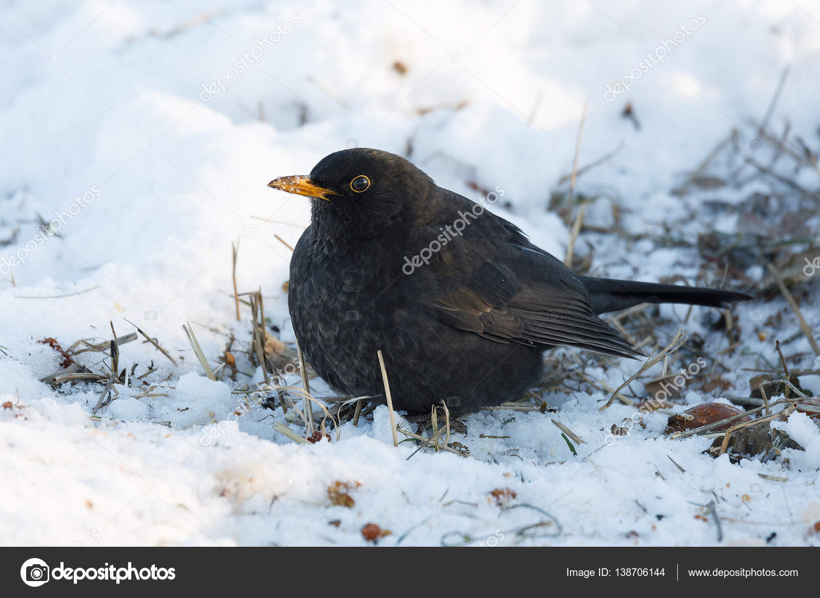 Mâle Doiseau Merle Commun Sur Terrain Enneigé