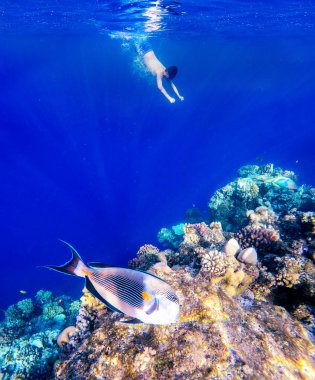 Mercan ve kızıl denizde balık. Safaga, Mısır