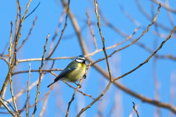 Schöner kleiner Vogel Kohlmeise im Winter — Stockfoto