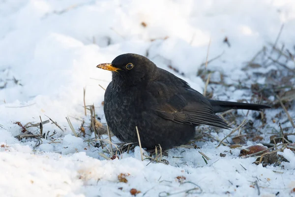 Mężczyzna często blackbird ptaka na ziemi śniegu — Zdjęcie stockowe