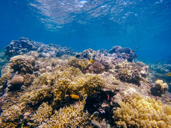 Corallo e pesce nel Mar Rosso. Egitto — Foto Stock