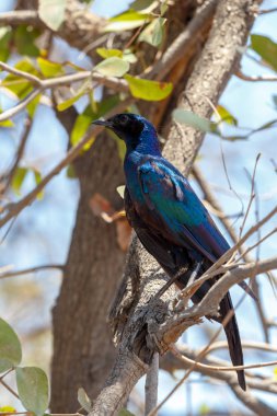 kuş Cape starling, Afrika Okavango, Botsvana