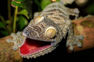 Dev yaprak kuyruklu Gecko, Uroplatus fimbriatus, Madagaskar