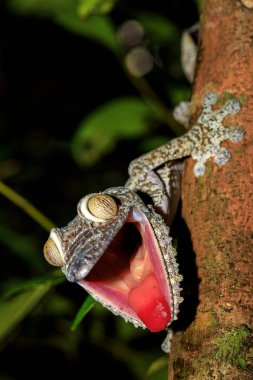 Dev yaprak kuyruklu Gecko, Uroplatus fimbriatus, Madagaskar