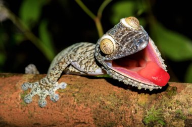 Dev yaprak kuyruklu Gecko, Uroplatus fimbriatus, Madagaskar