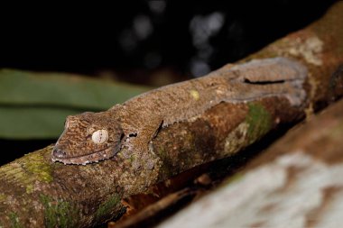 gecko, yaprak kuyruklu Uroplatus fimbriatus, Madagaskar