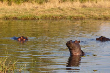 Su aygırı hipopotam, Okavango Deltası, Botswana Afrika