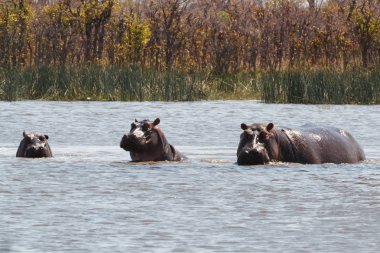 Su aygırı hipopotam, Okavango Deltası, Botswana Afrika
