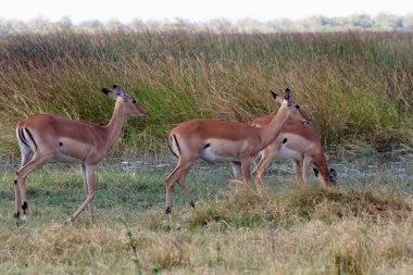 Impala antilop, okavango Deltası, Botswana Afrika