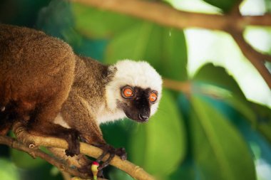 white-headed lemur (Eulemur albifrons), Madagascar clipart