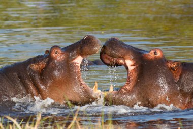 su aygırı hipopotam Afrika Okavango, Botsvana