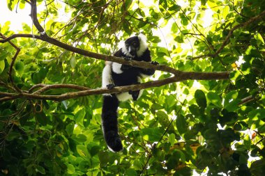 Siyah-beyaz Nomascus lemur (Varecia variegata), Madagaskar