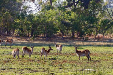 Okavango, Botsvana, Afrika Güney lechwe sürüsü