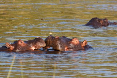su aygırı hipopotam Afrika Okavango, Botsvana