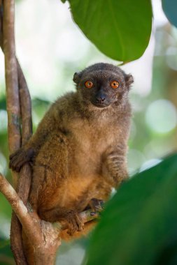 AK başlı lemur (Eulemur albifrons), Madagaskar
