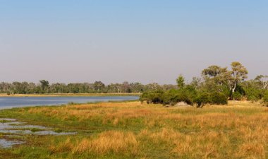 Moremi oyun rezerv, Okavango Deltası, Afrika Botsvana