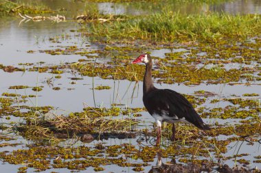 Goose, Okavango, Botsvana, Afrika mahmuz kanatlı kuş