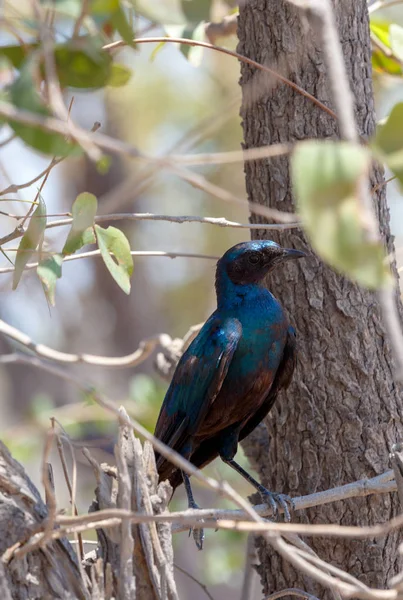 Vogel Cape Spreeuw, Okavango, Botswana Afrika — Stockfoto
