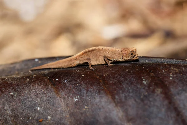 Крихітні хамелеон брукезії мінімуми, micra, Мадагаскар — стокове фото