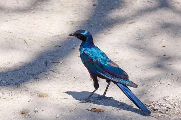 Fågel Kap starling, Okavangodeltat, Botswana-Afrika — Stockfoto