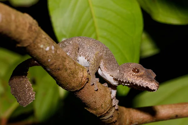 Levél farkú gecko, Uroplatus, fimbriatus, Madagaszkár — Stock Fotó