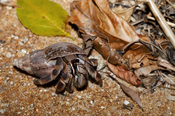 Granchio eremita con guscio di lumaca Madagascar — Foto Stock
