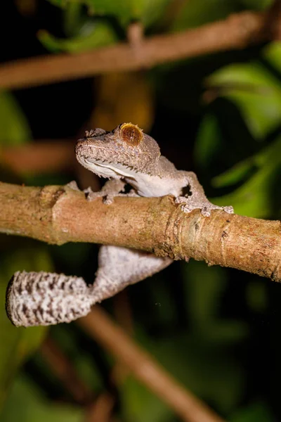 Листохвостый геккон, Uroplatus fimbriatus, Мадагаскар — стоковое фото