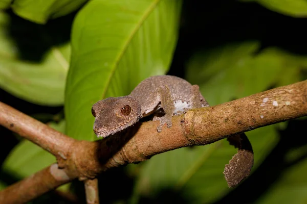 叶尾壁虎，Uroplatus fimbriatus 马达加斯加 — 图库照片