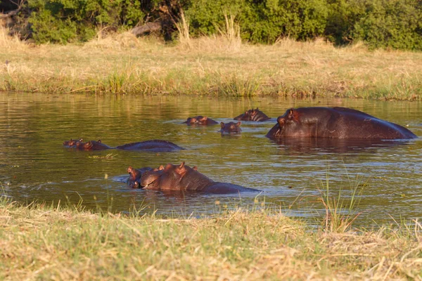 Ippopotamo Ippopotamo, delta dell'Okavango, Botswana Africa — Foto Stock