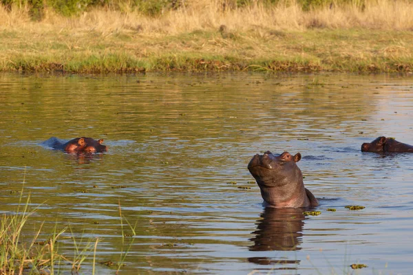 Su aygırı hipopotam, Okavango Deltası, Botswana Afrika — Stok fotoğraf