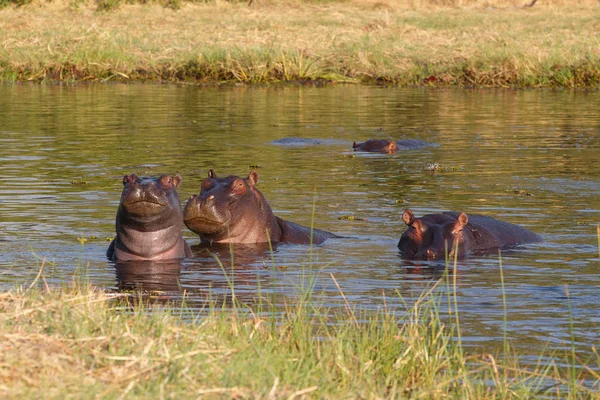 Hipopótamo Hipopótamo, delta del Okavango, Botswana África — Foto de Stock