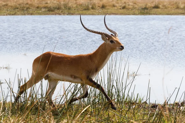 Lechwe do sul em Okavango, Botswana, África — Fotografia de Stock