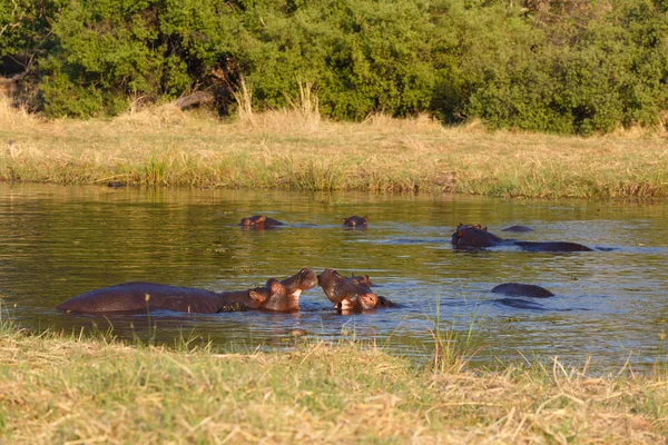 Hipopotam, delta Okawango, Afryka Botswana — Zdjęcie stockowe