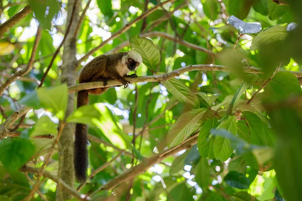 Lémur de cabeza blanca (Eulemur albifrons), Madagascar —  Fotos de Stock