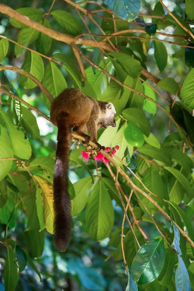 Inwoners lemur (Eulemur albifrons), Madagaskar — Stockfoto