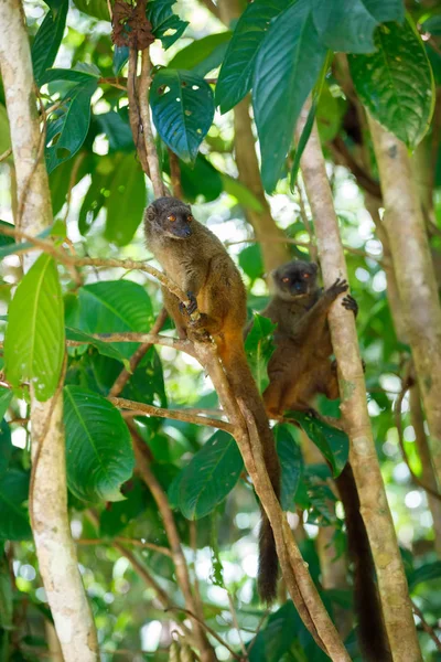 Inwoners lemur (Eulemur albifrons), Madagaskar — Stockfoto