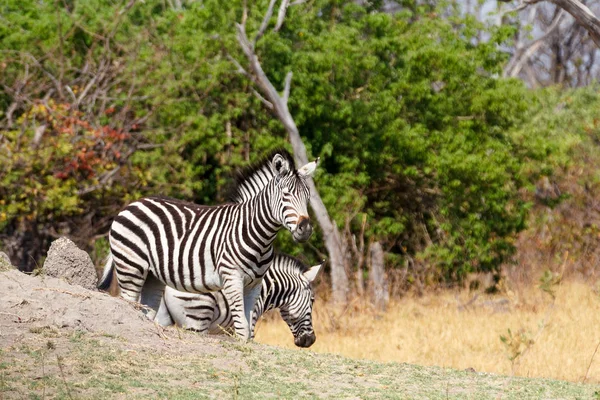 Zebra az afrikai bokor, Okavango, Afrika Botsvana — Stock Fotó