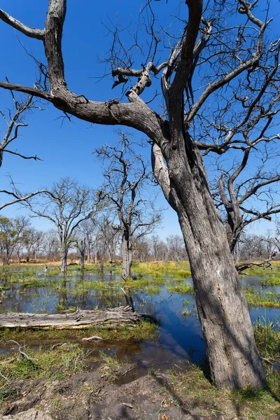 Réserve de chasse de Moremi, delta de l'Okavango, Botswana Afrique — Photo