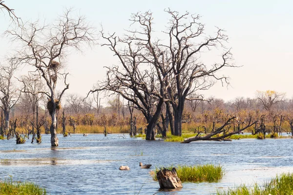 Moremi reserva de jogo, Okavango delta, Botswana África — Fotografia de Stock