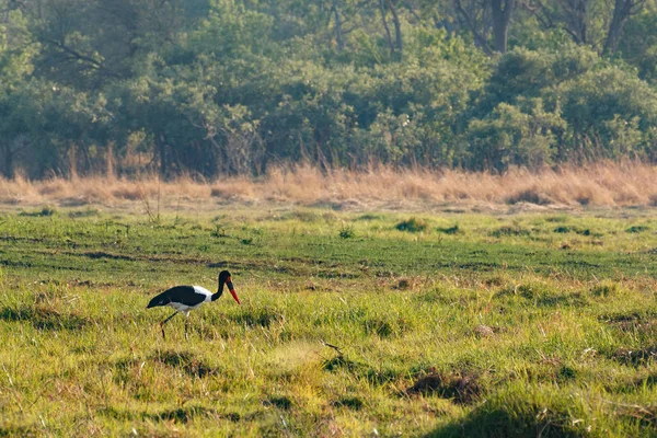Bird Saddle-billed Stork, Okavango delta, Botswana África — Fotografia de Stock