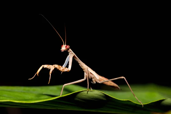 Praying mantis on leaf, Madagascar — Stock Photo, Image