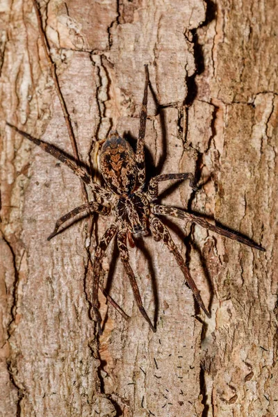 Huntsman pók a fa törzse Madagaszkár — Stock Fotó