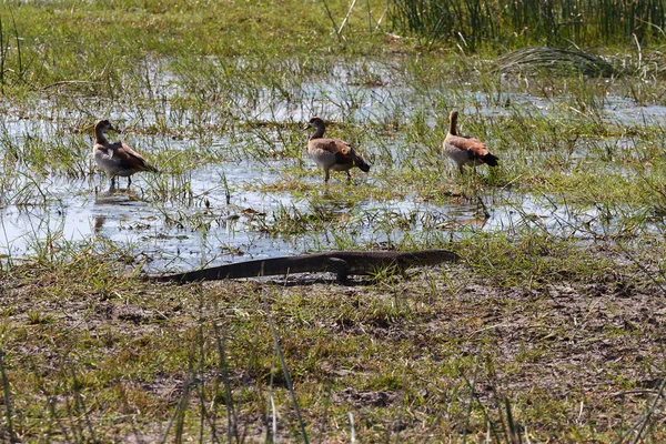 Monitor hagedis en vogel fluitende eend, Botswana, Afrika — Stockfoto